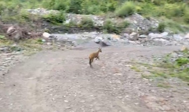 Yaralı karaca doğaya salındı